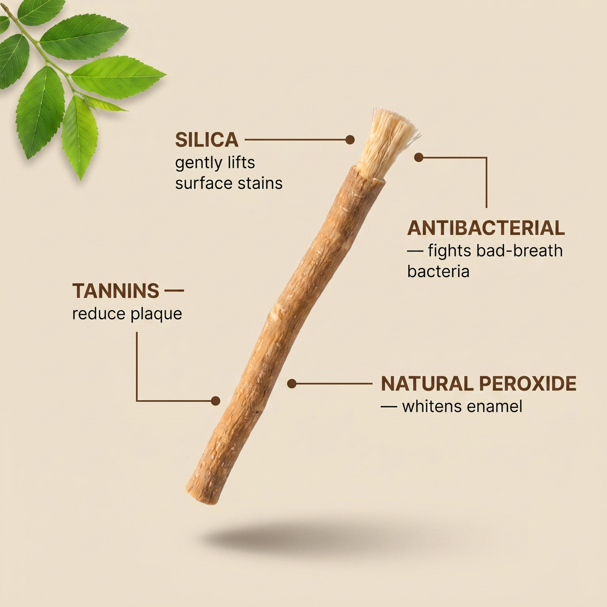 Miswak™ — The Original Natural Toothbrush