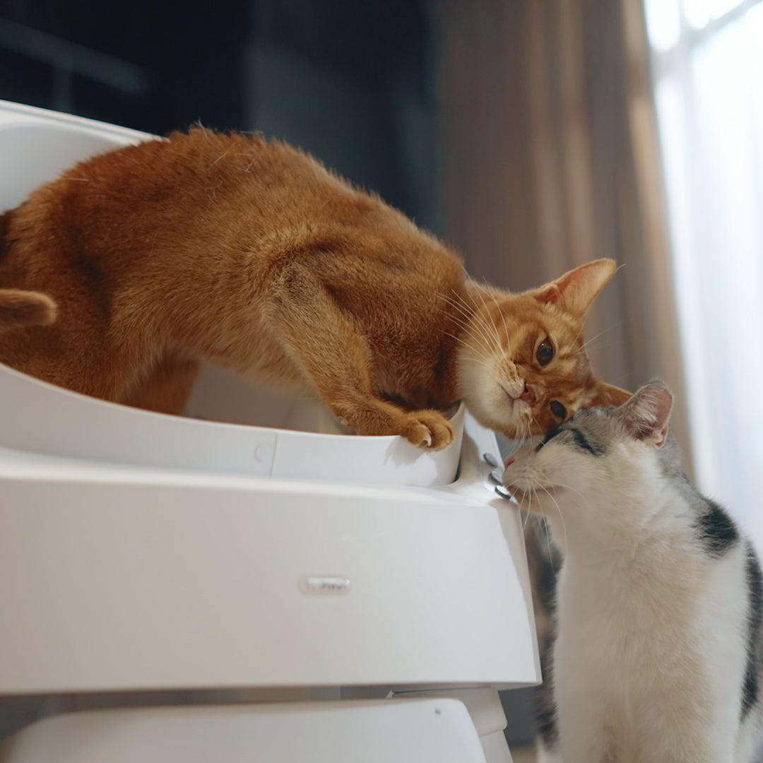 Autoscooper 11 Open-top Self-cleaning Smart Cat Litter Box