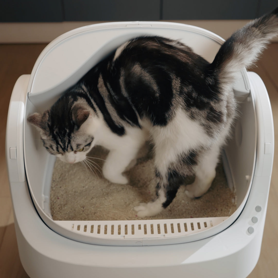 Autoscooper 11 Open-top Self-cleaning Smart Cat Litter Box