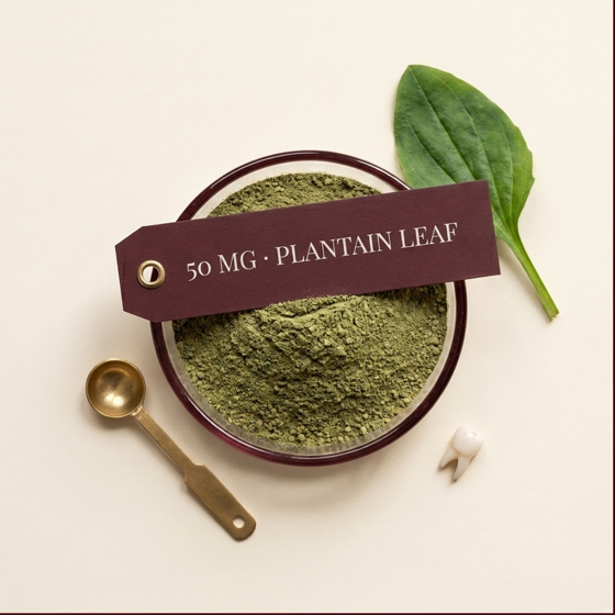 Plantain Leaf Extract — Soothes gums and supports oral tissue health with natural anti-inflammatory properties.